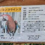 福岡県大野城市にある株式会社アシュランの「バードハウス」にいるベニコンゴウインコのマローの説明と画像